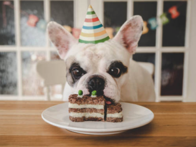 35 frases de aniversário para cachorro que é o seu melhor amigo